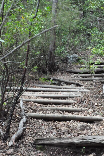 Foto Árboles en el bosque