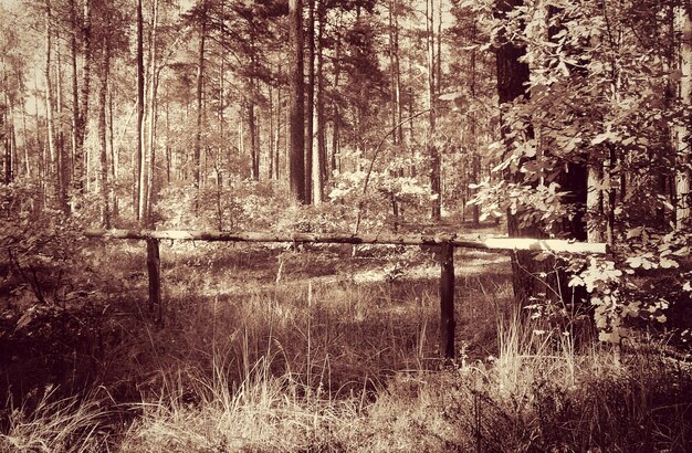 Foto Árboles en el bosque