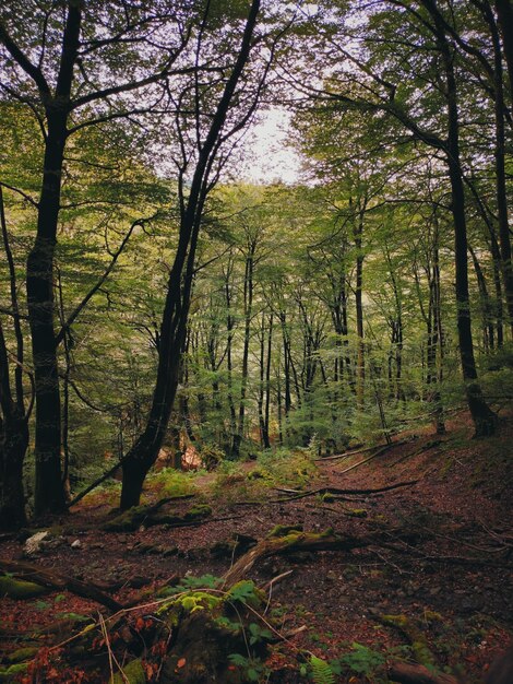 Foto Árboles en el bosque