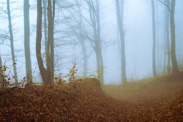 Foto Árboles en el bosque