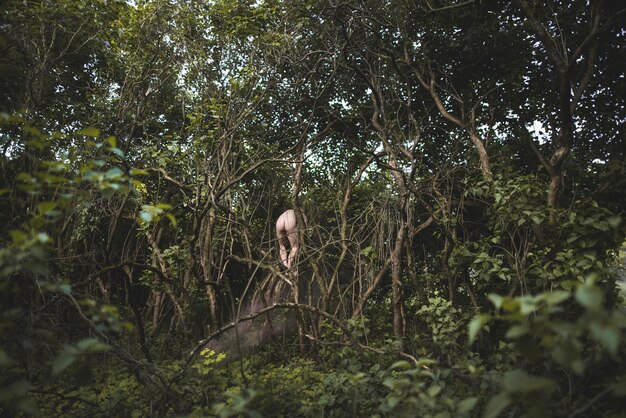 Foto Árboles en el bosque