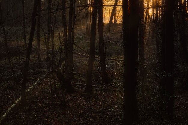 Foto Árboles en el bosque