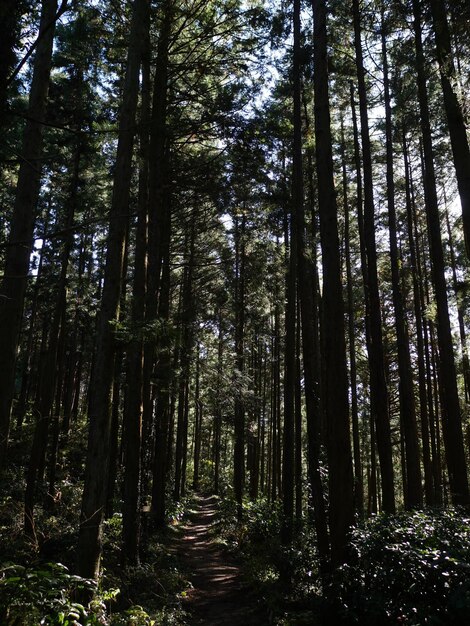 Foto Árboles en el bosque