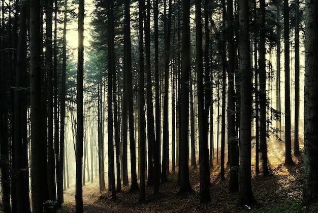 Árboles en el bosque