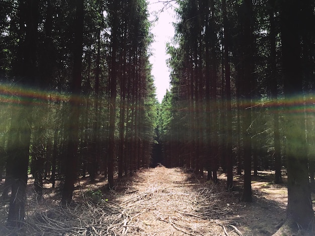 árboles en el bosque