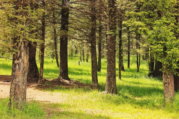 Foto Árboles en el bosque