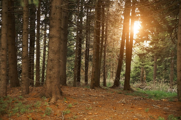 Árboles en el bosque