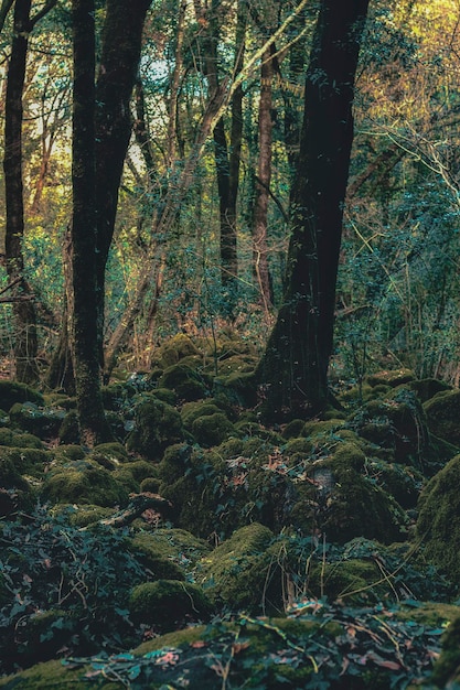 Foto Árboles en el bosque