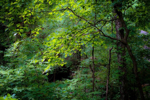 Foto Árboles en el bosque