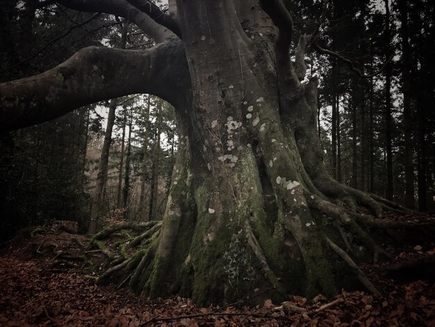 Foto Árboles en el bosque