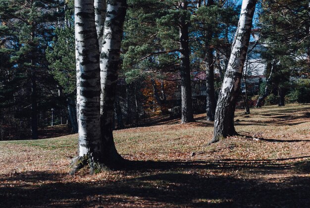 Foto Árboles en el bosque