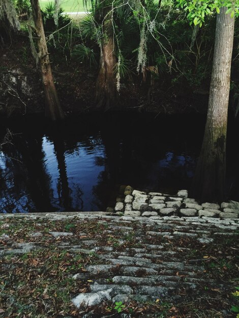 Foto Árboles en el bosque