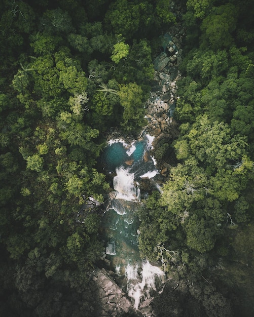 Foto Árboles en el bosque