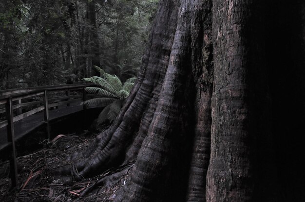 Foto Árboles en el bosque