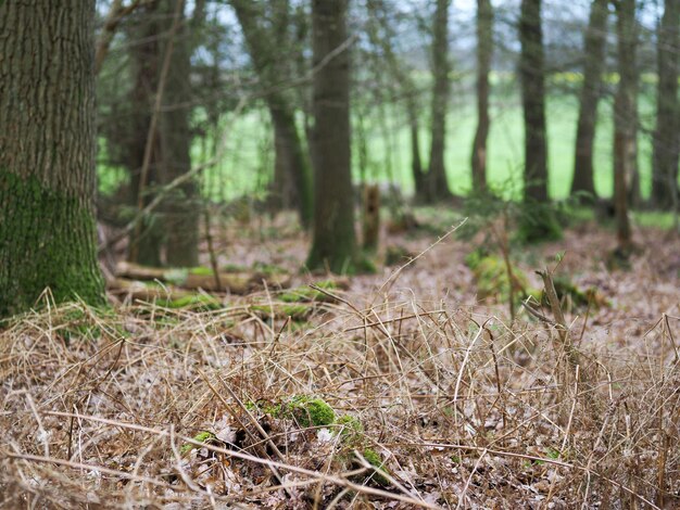 Foto Árboles en el bosque