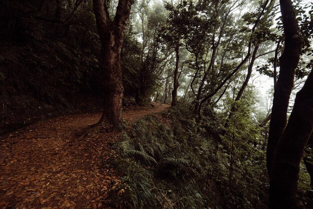 Árboles en el bosque