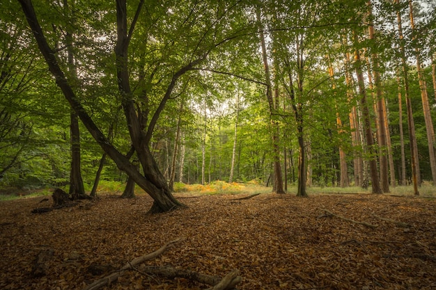 Foto Árboles en el bosque