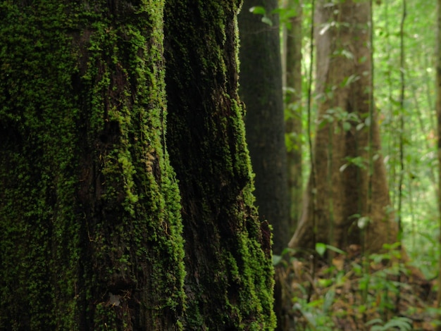 Árboles en el bosque