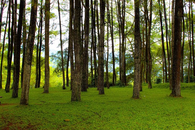 Foto Árboles en el bosque