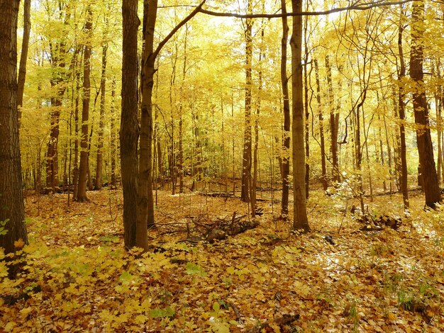 Foto Árboles en el bosque