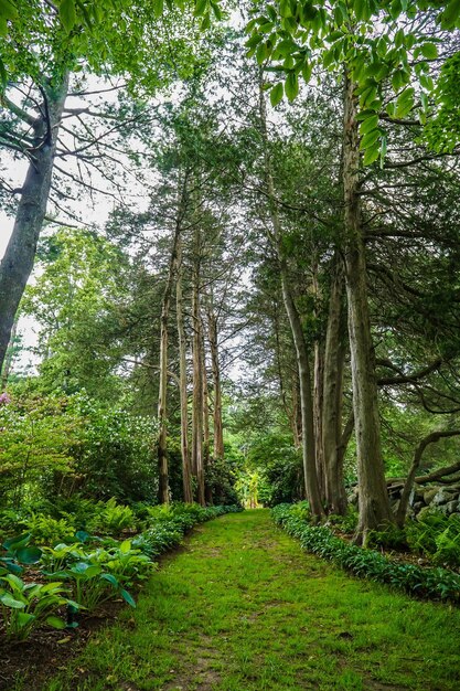 Foto Árboles en el bosque