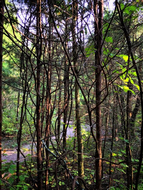 Foto Árboles en el bosque