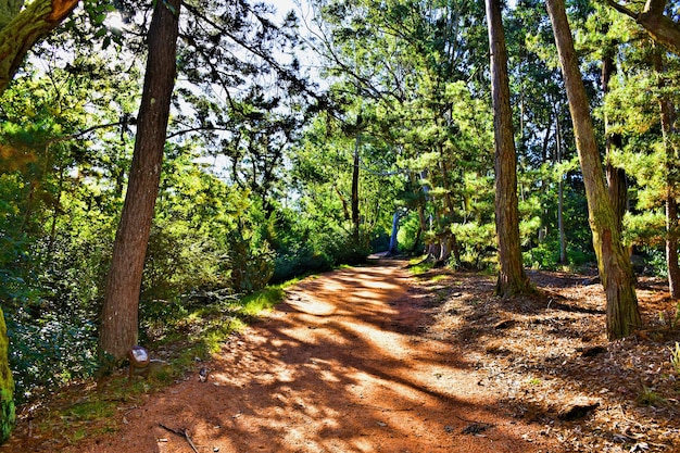 Foto Árboles en el bosque