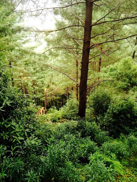 Foto Árboles en el bosque