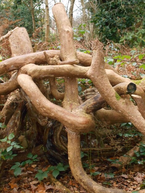 Árboles en el bosque