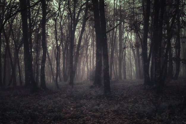 Foto Árboles en el bosque