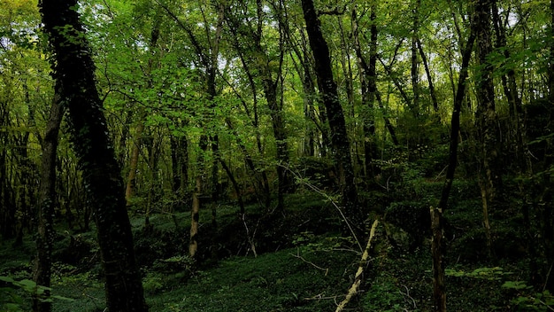 Foto Árboles en el bosque