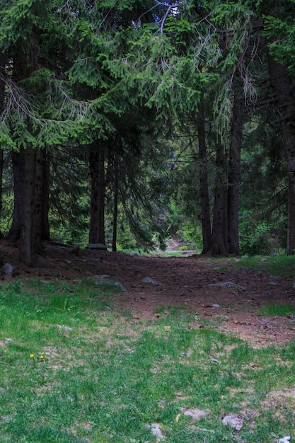 Foto Árboles en el bosque