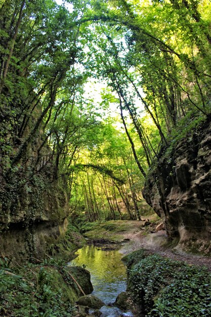 Foto Árboles en el bosque