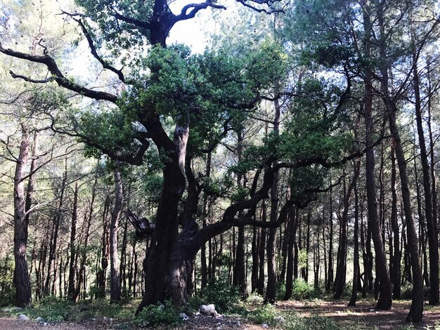 Foto Árboles en el bosque