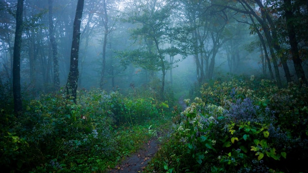 Árboles en el bosque