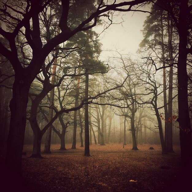 Foto Árboles en el bosque