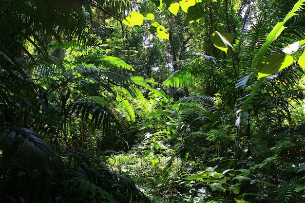 Foto Árboles en el bosque