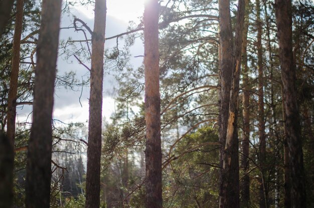 Foto Árboles en el bosque