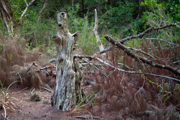 Foto Árboles en el bosque