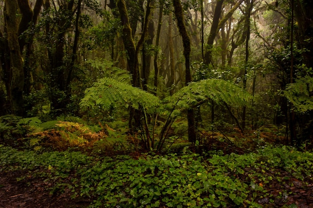Árboles en el bosque