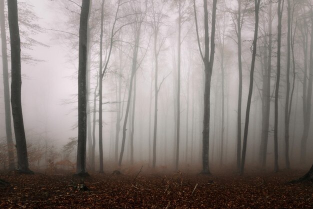 Foto Árboles en el bosque