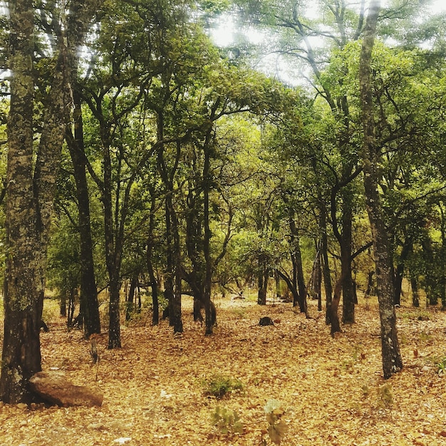 Foto Árboles en el bosque