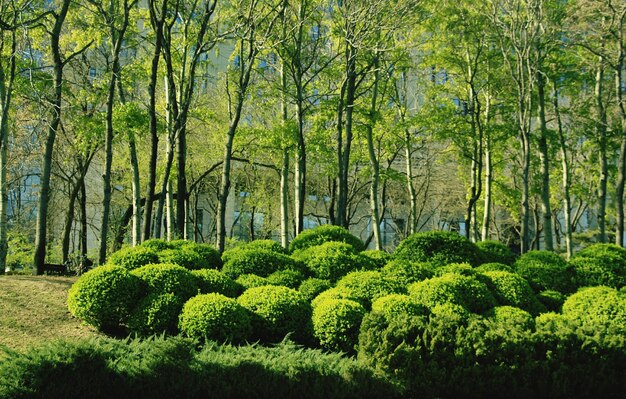 Árboles en el bosque