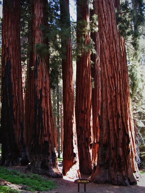 Foto Árboles en el bosque