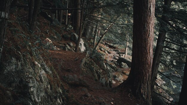 Foto Árboles en el bosque