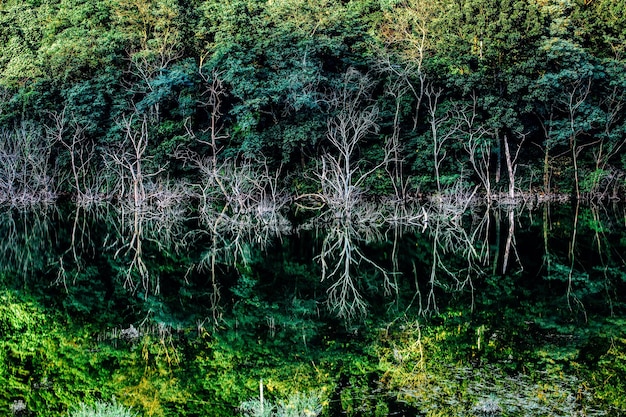 Foto Árboles en el bosque