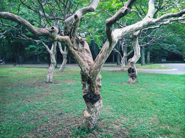 Foto Árboles en el bosque