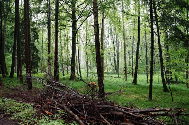 Árboles en el bosque