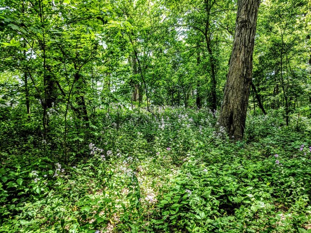 Foto Árboles en el bosque