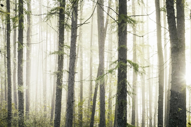 Árboles en el bosque